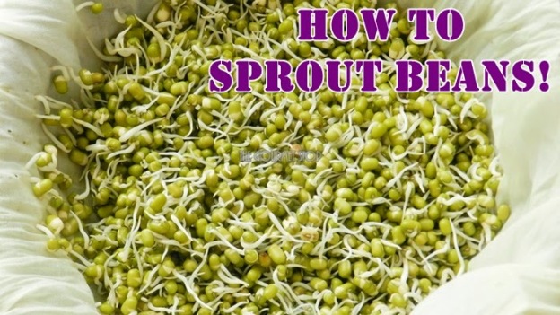 Basics 101: How to Sprout Beans!